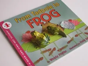Frog Lifecycle Montessori
