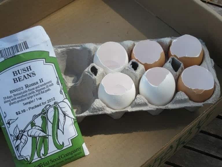 Plant Your Own Seed in an Eggshell