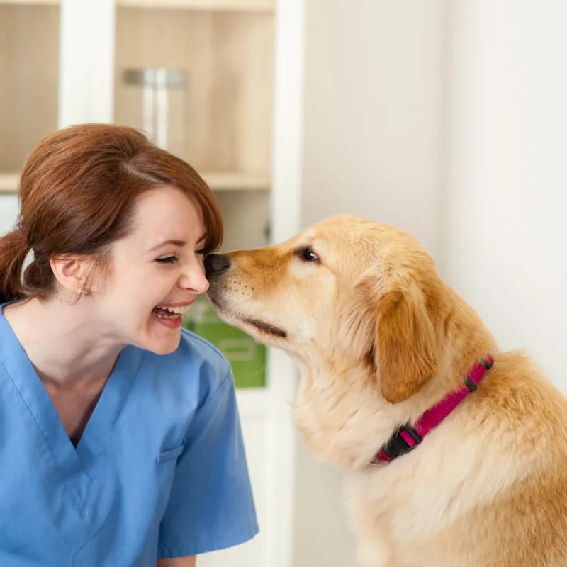 a veterinarian getting a kiss from a golden retriever