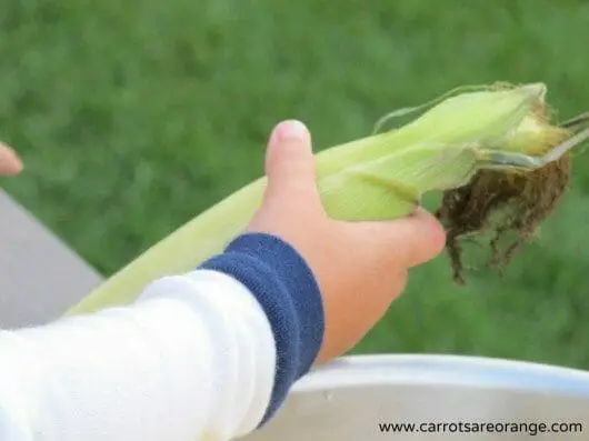a child shucking corn
