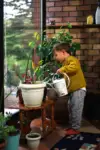 Little Boy Watering Plants Indoors