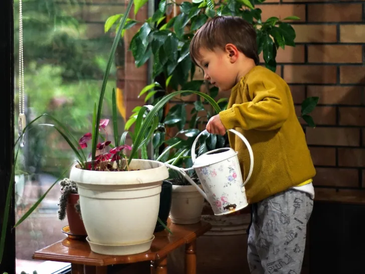 Little Boy Watering Plants Indoors