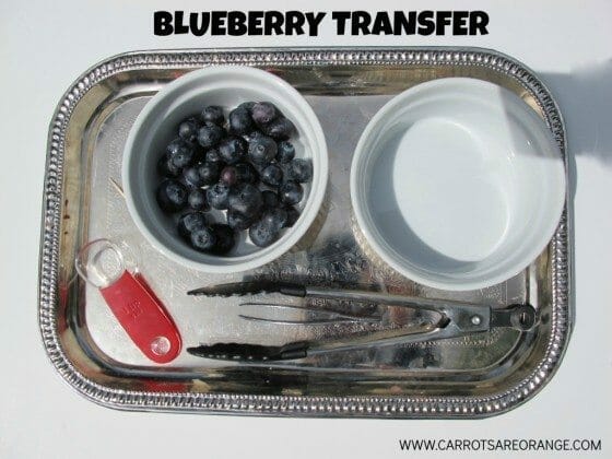 blueberrytransfer