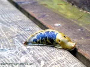 preschool_zoology_slugs
