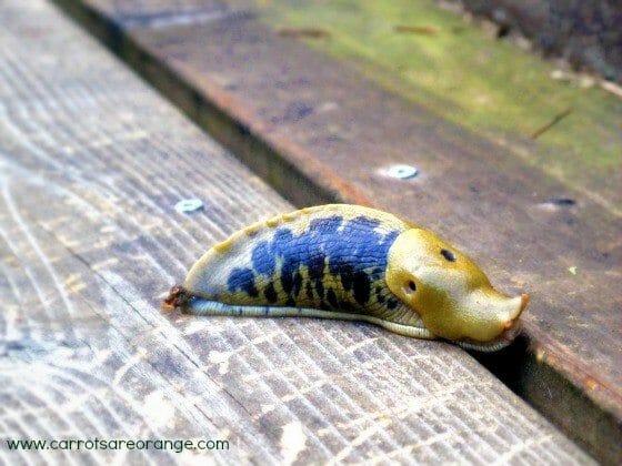 preschool zoology slugs