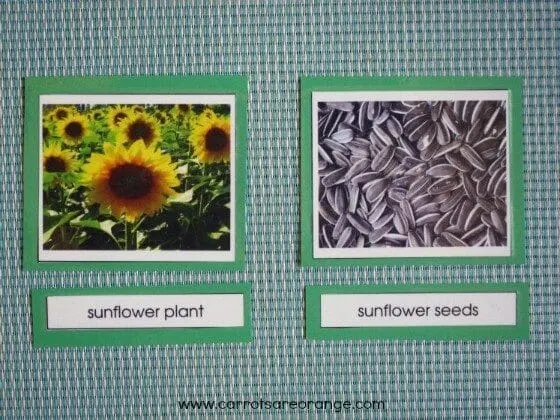 preschool botany activity with seeds