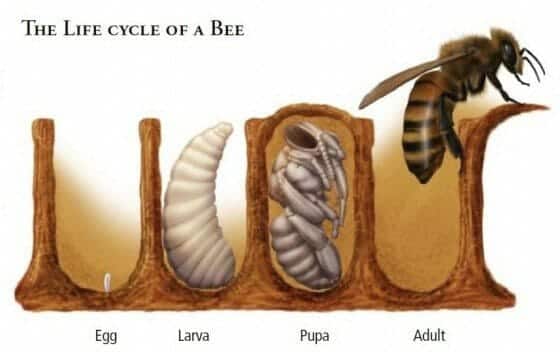 life cycle of a bee e