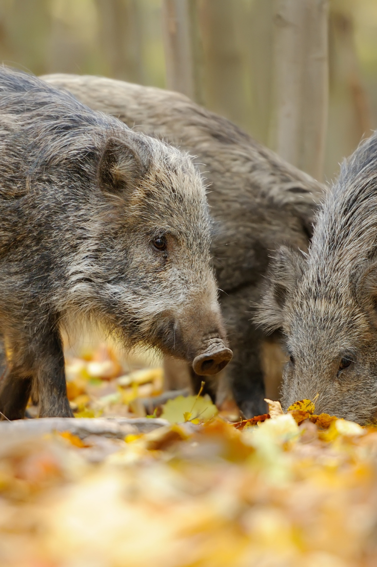Wild pigs in the forest