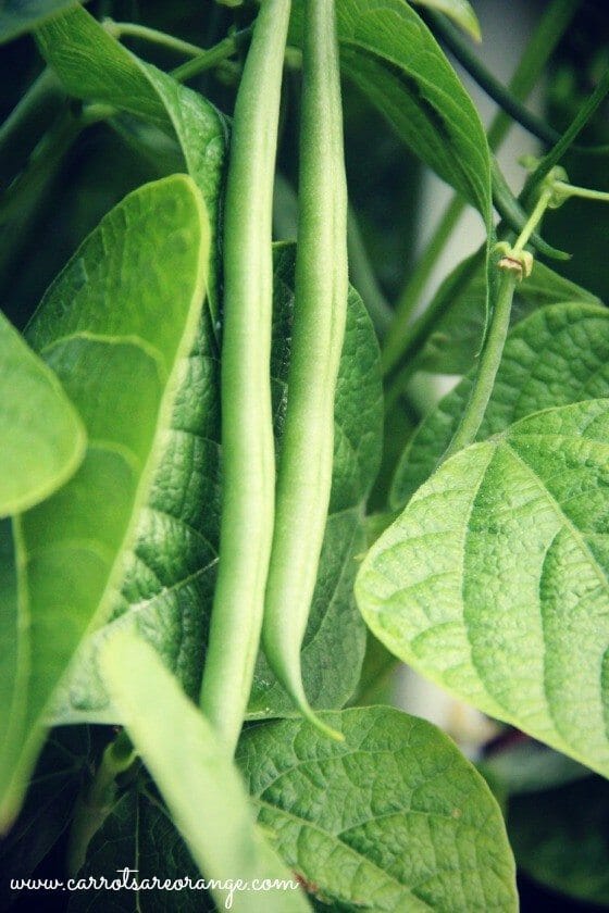 green_beans