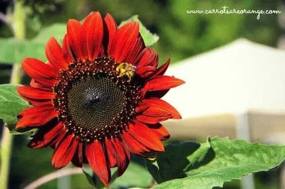 red_sunflower_2