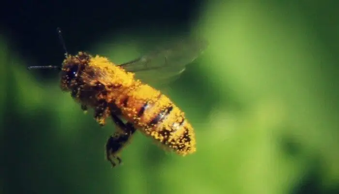 parts of the honey bee close up