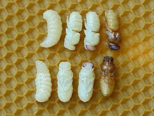 parts of the honeybee lifecycle