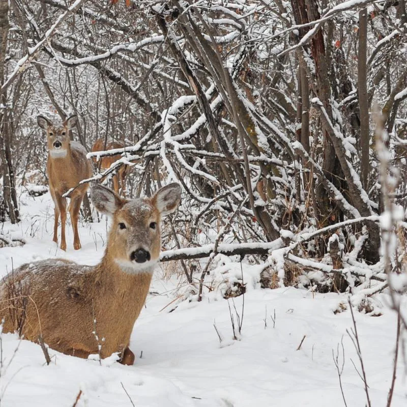 Deer in the winter snow