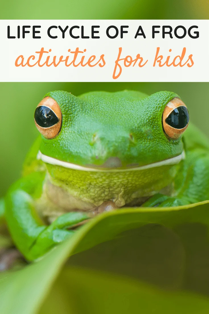 Life Cycle of a Frog for Kids Activities