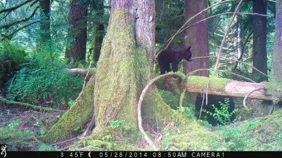 This picture of a cub and her mama is from our trail camera.