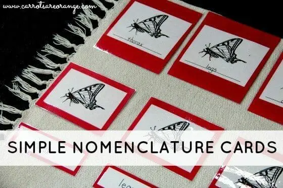 simple nomenclature cards