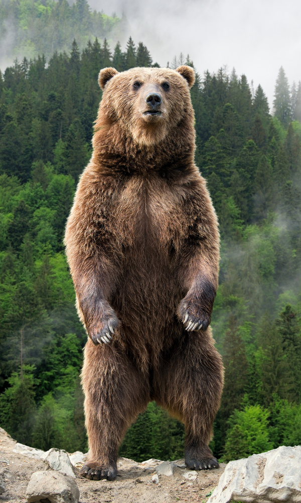 A brown bear standing on his rear paws