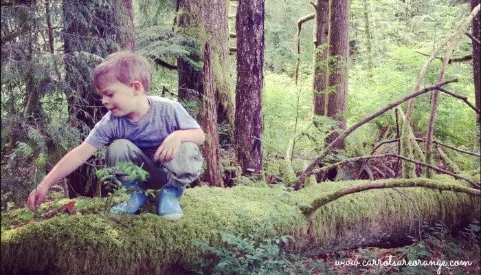 A little boy exploring a rainforeast