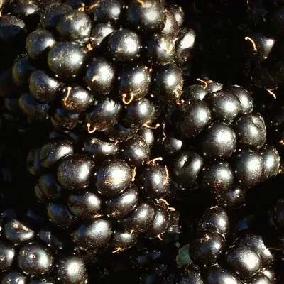 Blackberries Close Up