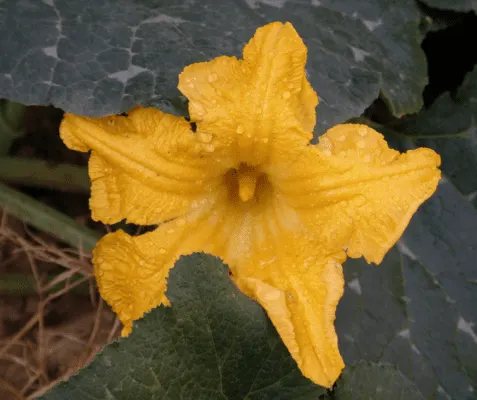 A Male Pumpkin Flower