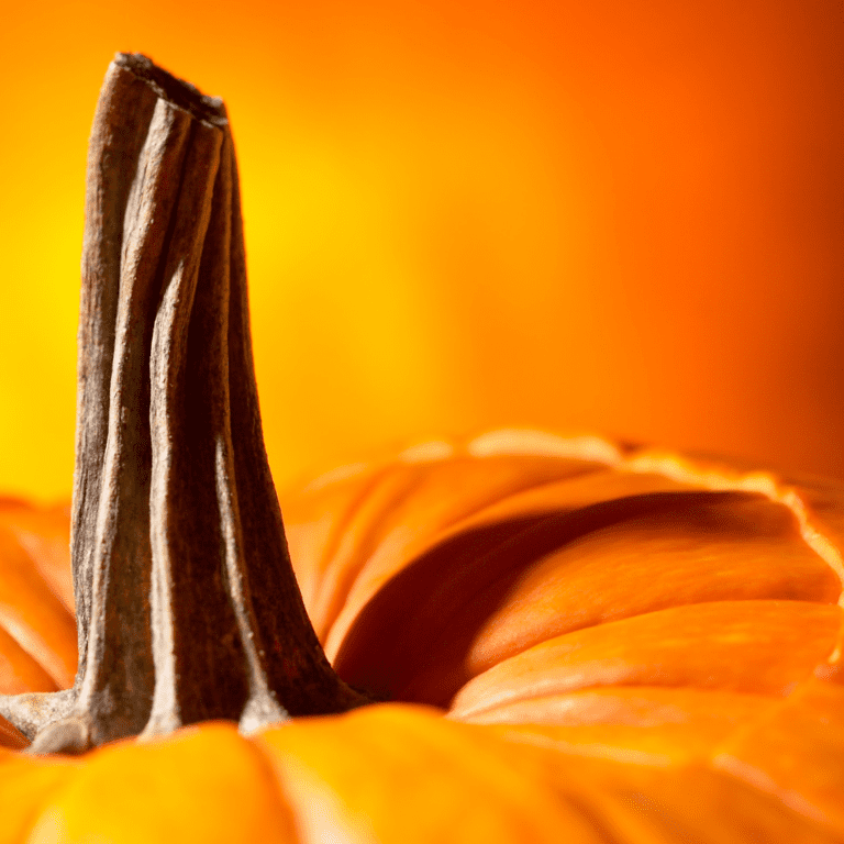 The Stem of a Pumpkin Parts of a Pumpkin