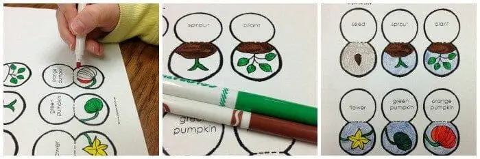 Lifecycle of a Pumpkin Craft - Printable