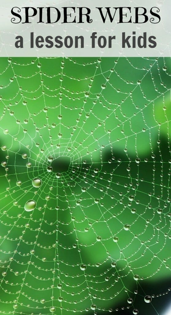Insect Study for Kids - Spiders & their Webs