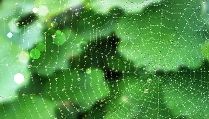 spider web droplet