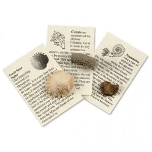 Fossil Collection for Kids