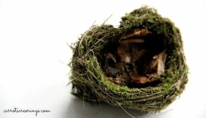 hummingbird nest feature