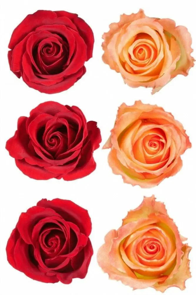 How to make a paper rose - rose crafts 101