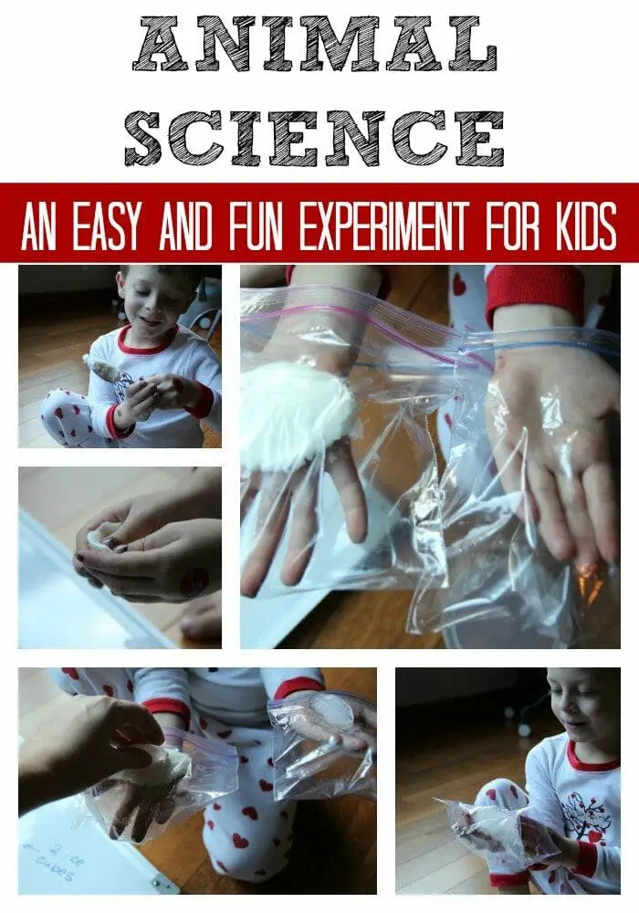 Arctic Animal Science Experiment for Kids