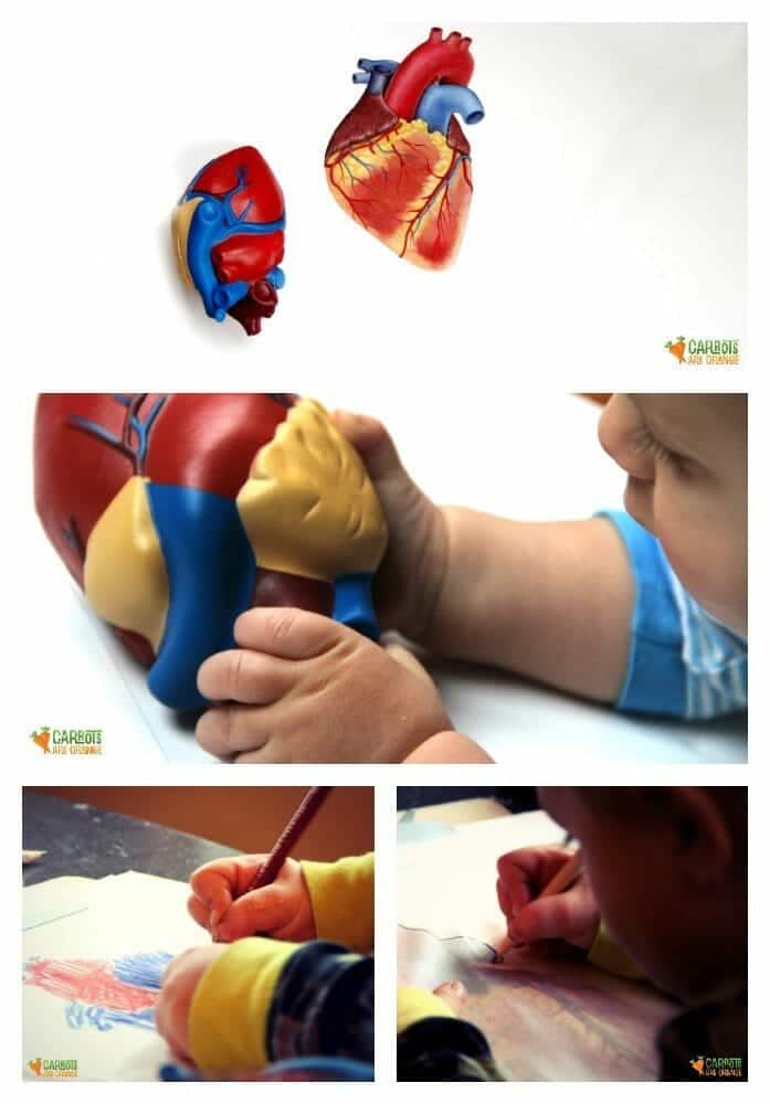 Life Science Activity for Kids Using a Heart Model and Tracing Card