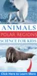 Science Activities for Kids Animals of the Polar Regions