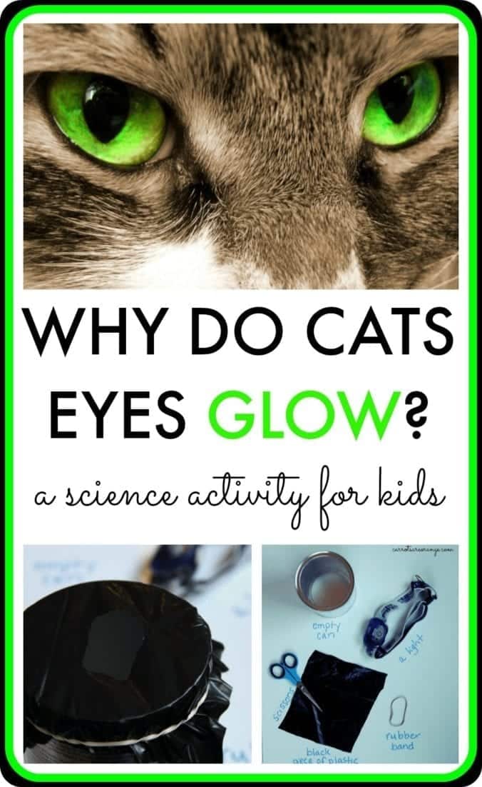 Why Do Cats Eyes Glow Collage
