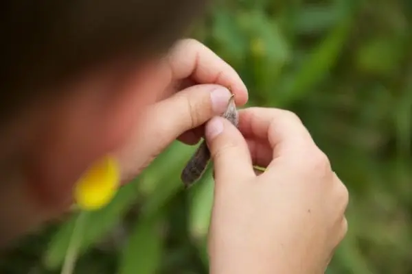 Counting Seeds from a Pod