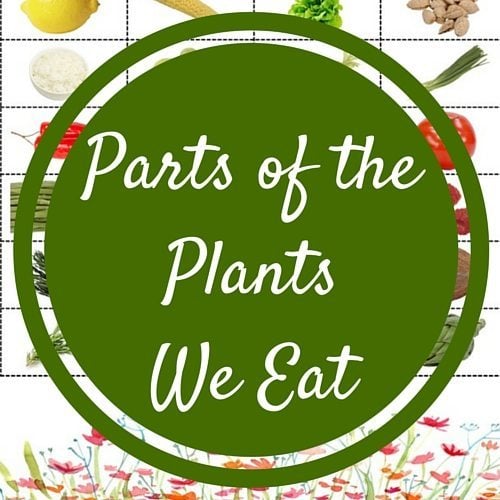 Parts of the Plants We Eat