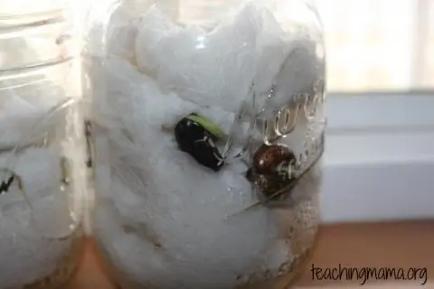 seeds in a jar