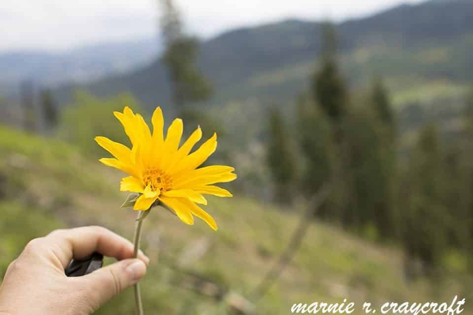 A wildflower