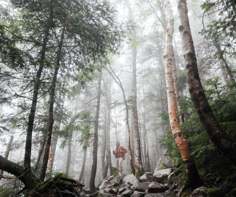 A person standing in the fog in the forest
