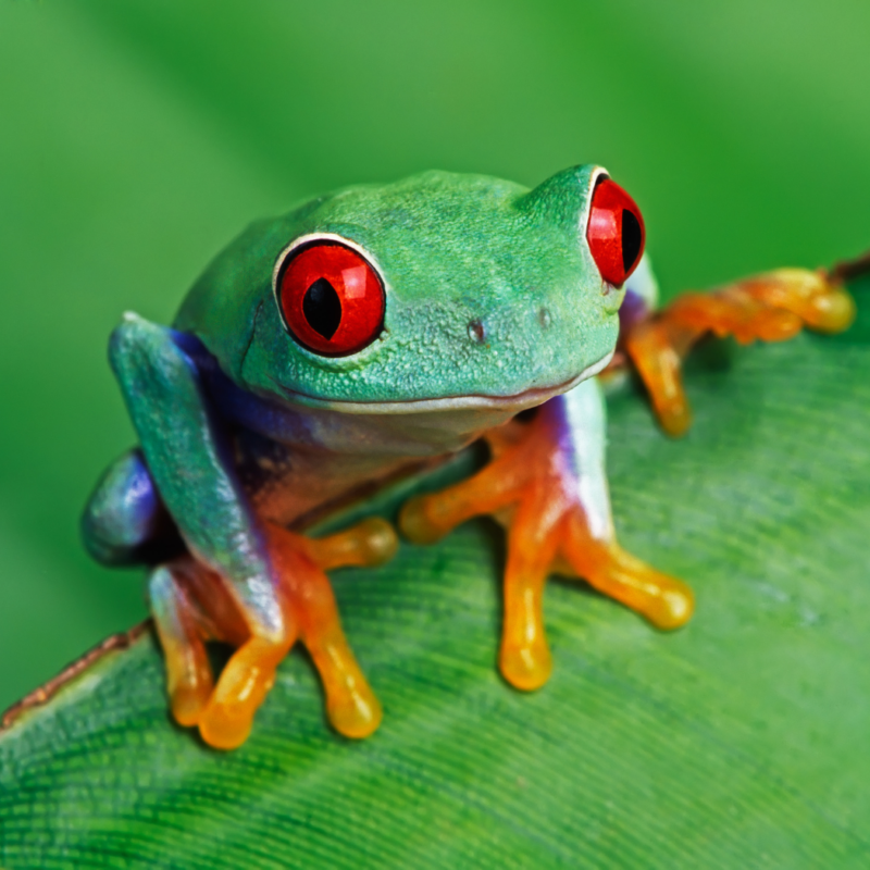 Poison Dart Frog Perched on a Leaf
