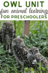 Owl Learning Unit for Preschoolers