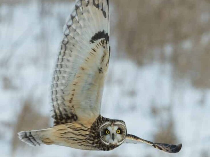 an owl in flight