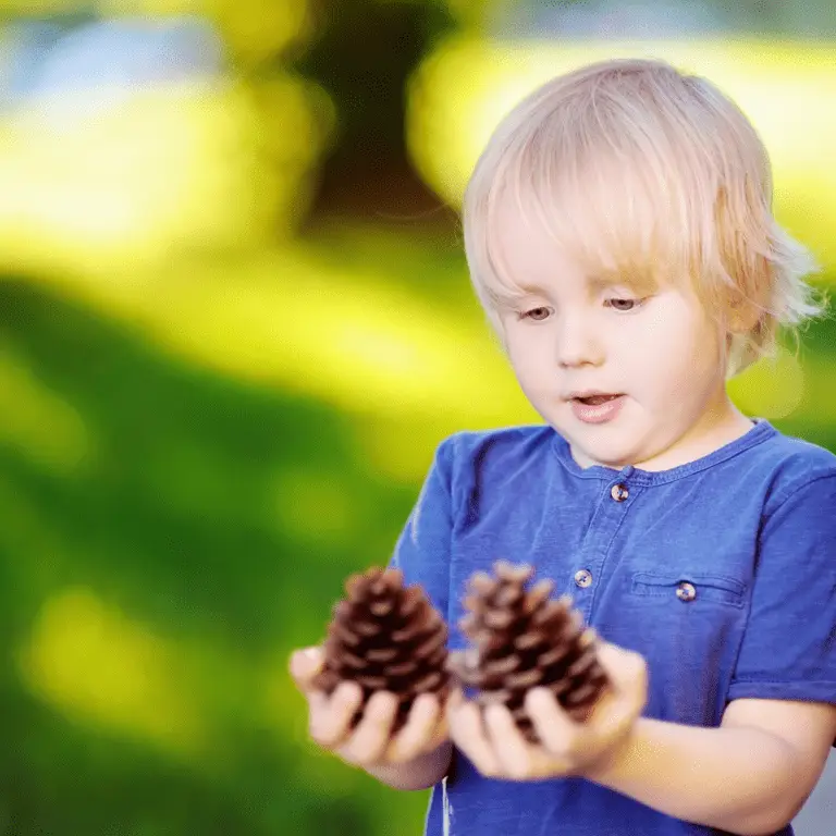 A child looking at pinecones