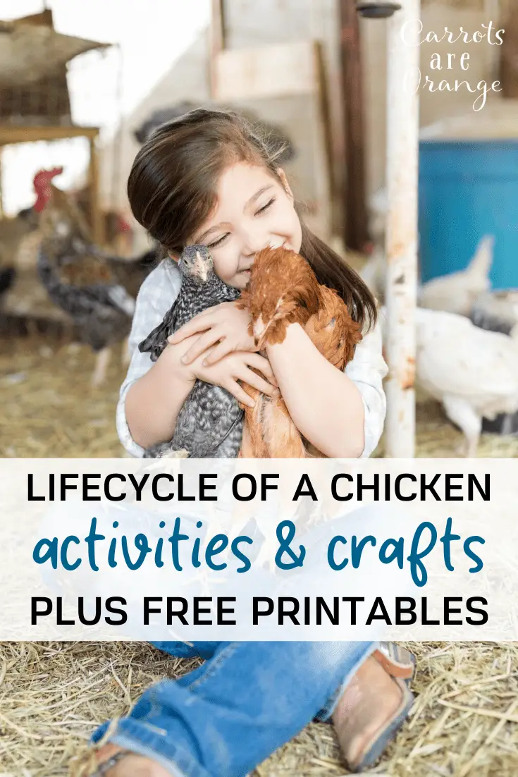 Life Cycle of a Chicken Activities & Crafts for Preschoolers Plus Free Printables