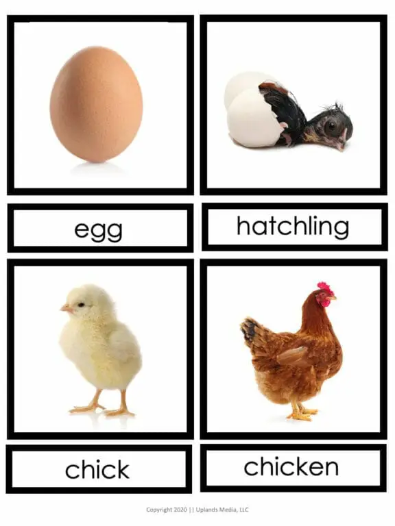 Life Cycle of a Chicken 3 Part Cards