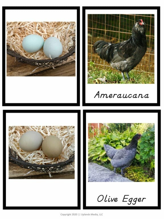 chicken to egg matching activity