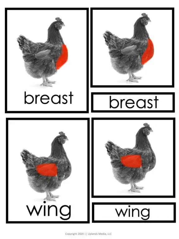 Parts of a Chicken