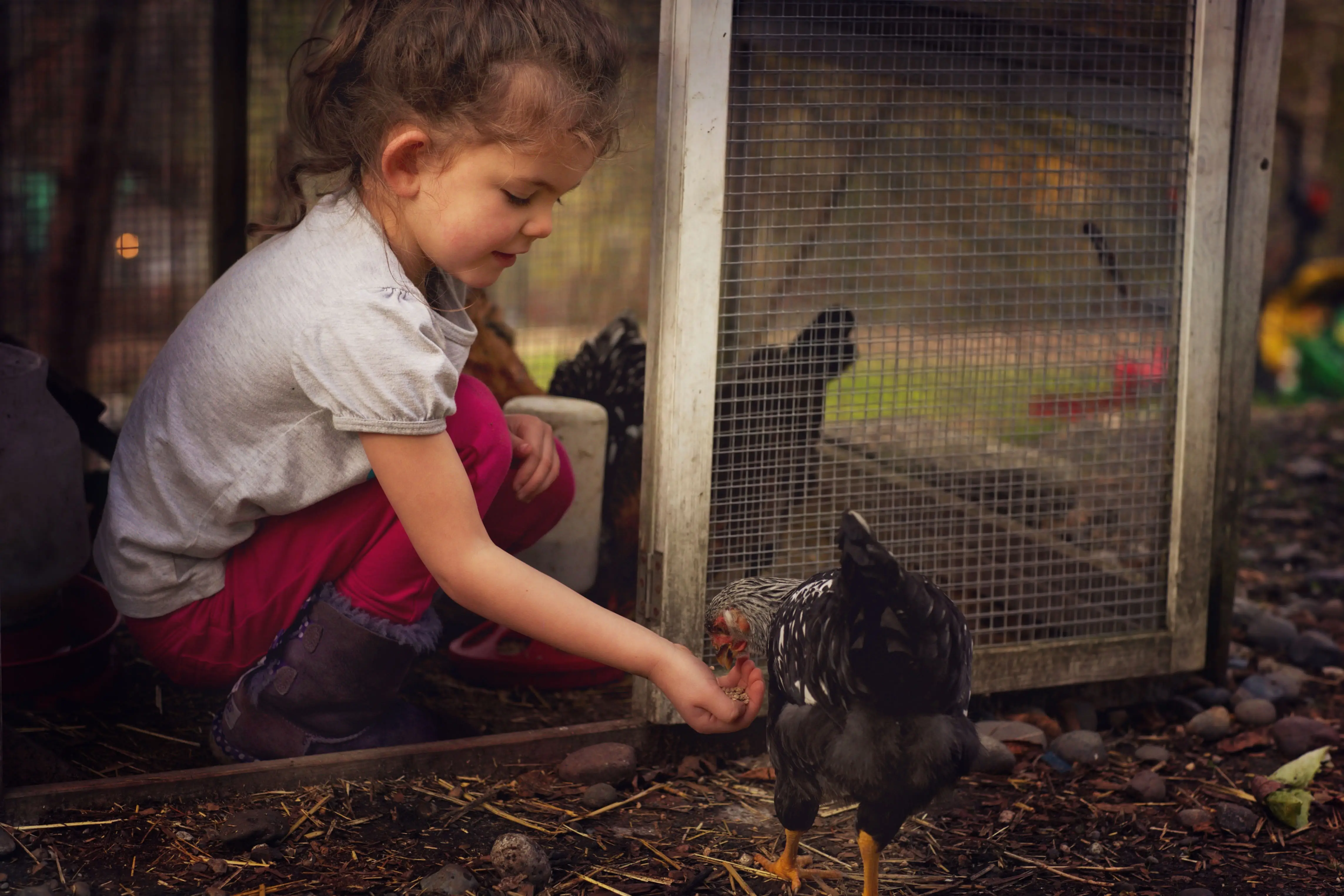 A little girl taking care of a chicken
