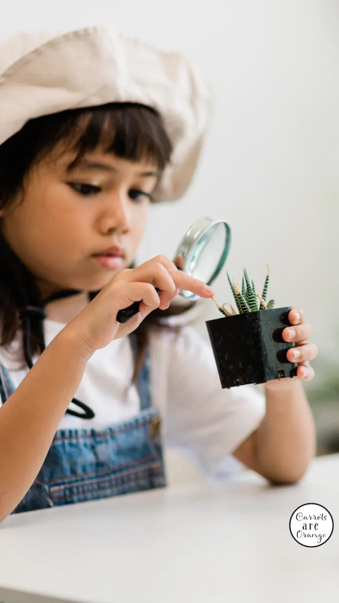 A young girl investigating a mini plant with a magnifying glass